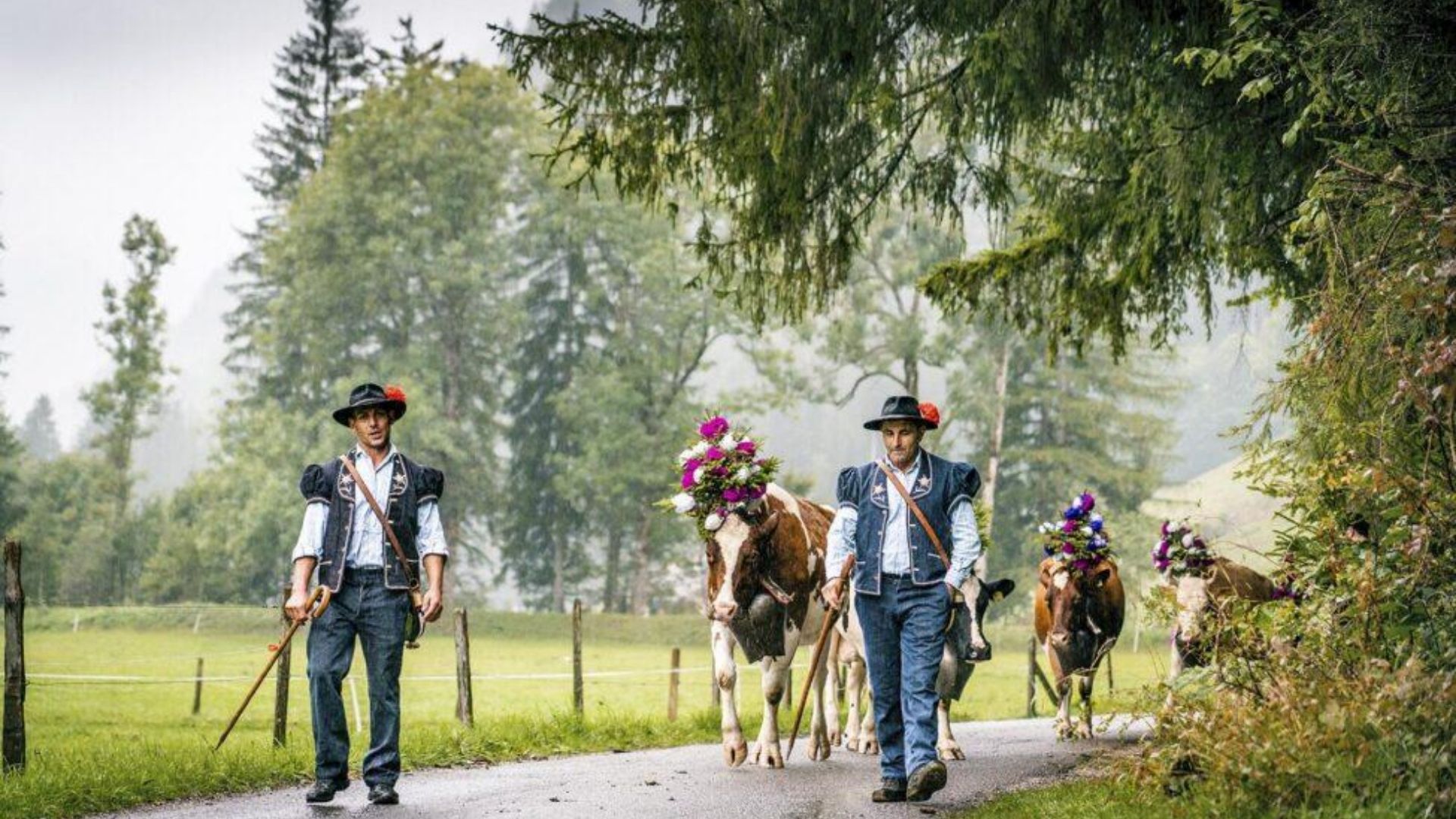 swiss cows