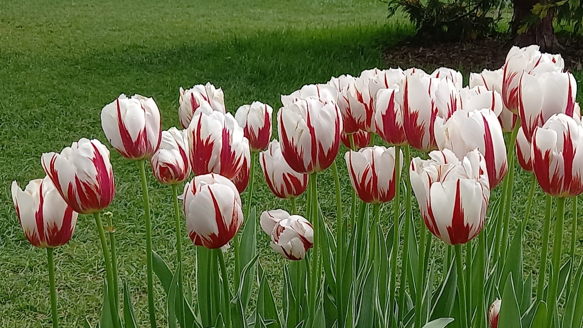 Morges Tulip Festival